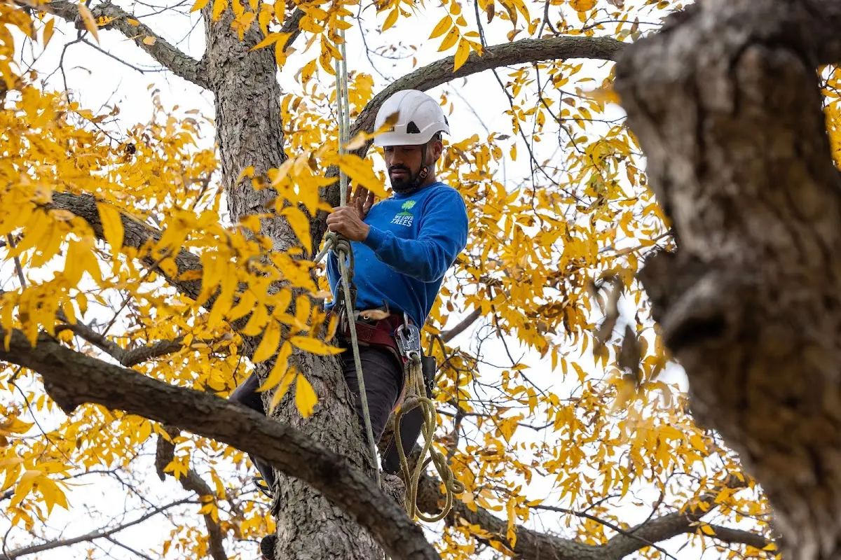 Skilled Tree Planting crew working in Weirton